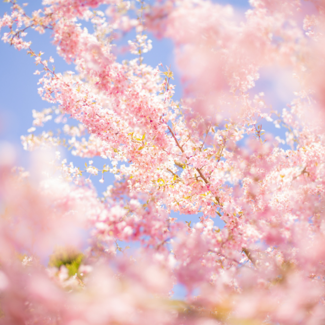 cherry blossoms blooming in spring